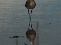 The lesser yellowlegs (Tringa flavipes) is a medium-sized shorebird. It breeds in the boreal forest region of North  on 31, 2024 (Photo