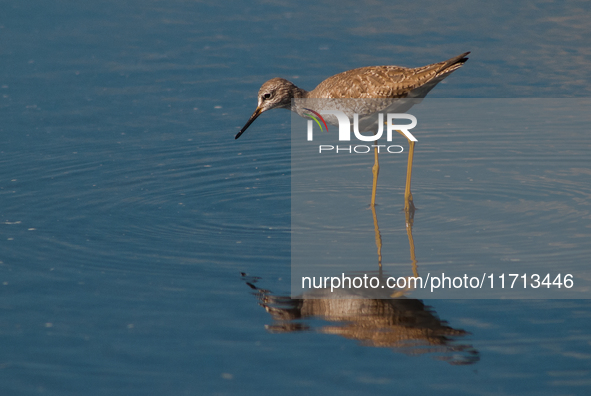 The lesser yellowlegs (Tringa flavipes) is a medium-sized shorebird. It breeds in the boreal forest region of North  on 31, 2024 (PhotoPhoto...