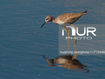 The lesser yellowlegs (Tringa flavipes) is a medium-sized shorebird. It breeds in the boreal forest region of North  on 31, 2024 (Photo