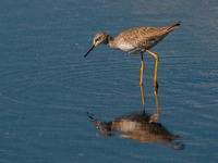 The lesser yellowlegs (Tringa flavipes) is a medium-sized shorebird. It breeds in the boreal forest region of North  on 31, 2024 (Photo