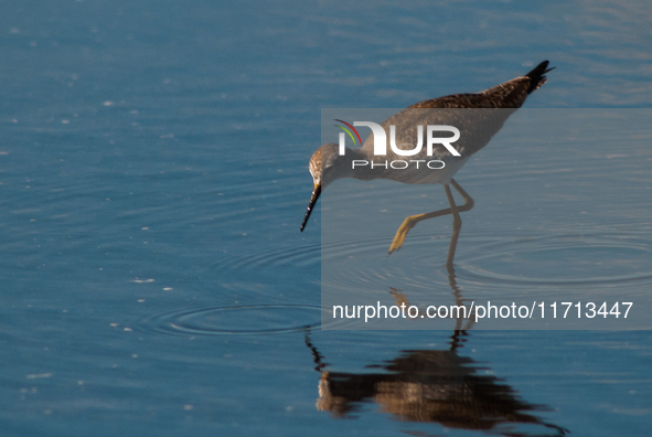 The lesser yellowlegs (Tringa flavipes) is a medium-sized shorebird. It breeds in the boreal forest region of North  on 31, 2024 (PhotoPhoto...