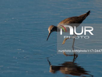 The lesser yellowlegs (Tringa flavipes) is a medium-sized shorebird. It breeds in the boreal forest region of North  on 31, 2024 (Photo