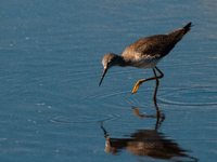 The lesser yellowlegs (Tringa flavipes) is a medium-sized shorebird. It breeds in the boreal forest region of North  on 31, 2024 (Photo