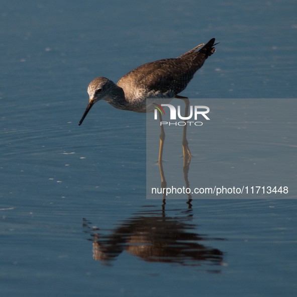 The lesser yellowlegs (Tringa flavipes) is a medium-sized shorebird. It breeds in the boreal forest region of North  on 31, 2024 (PhotoPhoto...