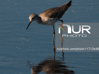 The lesser yellowlegs (Tringa flavipes) is a medium-sized shorebird. It breeds in the boreal forest region of North  on 31, 2024 (Photo