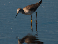 The lesser yellowlegs (Tringa flavipes) is a medium-sized shorebird. It breeds in the boreal forest region of North  on 31, 2024 (Photo