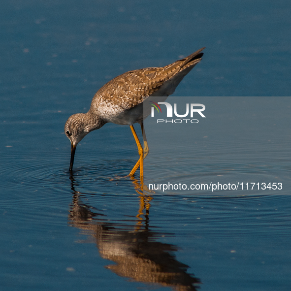 The lesser yellowlegs (Tringa flavipes) is a medium-sized shorebird. It breeds in the boreal forest region of North  on 31, 2024 (PhotoPhoto...