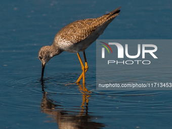 The lesser yellowlegs (Tringa flavipes) is a medium-sized shorebird. It breeds in the boreal forest region of North  on 31, 2024 (Photo