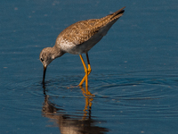 The lesser yellowlegs (Tringa flavipes) is a medium-sized shorebird. It breeds in the boreal forest region of North  on 31, 2024 (Photo