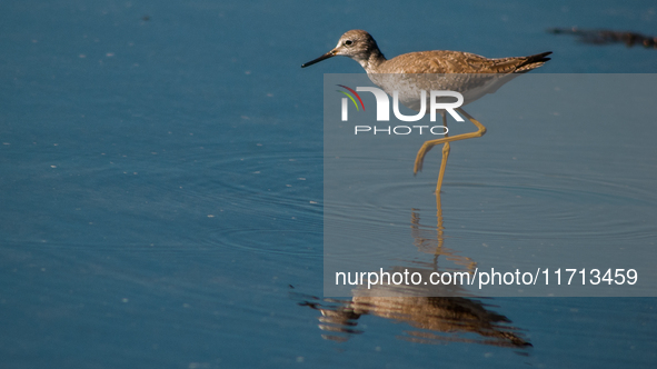 The lesser yellowlegs (Tringa flavipes) is a medium-sized shorebird. It breeds in the boreal forest region of North  on 31, 2024 (PhotoPhoto...