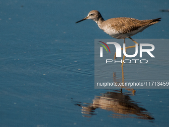 The lesser yellowlegs (Tringa flavipes) is a medium-sized shorebird. It breeds in the boreal forest region of North  on 31, 2024 (Photo