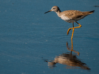 The lesser yellowlegs (Tringa flavipes) is a medium-sized shorebird. It breeds in the boreal forest region of North  on 31, 2024 (Photo