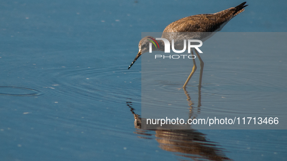 The lesser yellowlegs (Tringa flavipes) is a medium-sized shorebird. It breeds in the boreal forest region of North  on 31, 2024 (PhotoPhoto...