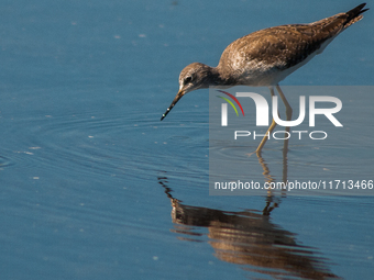 The lesser yellowlegs (Tringa flavipes) is a medium-sized shorebird. It breeds in the boreal forest region of North  on 31, 2024 (Photo