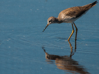 The lesser yellowlegs (Tringa flavipes) is a medium-sized shorebird. It breeds in the boreal forest region of North  on 31, 2024 (Photo