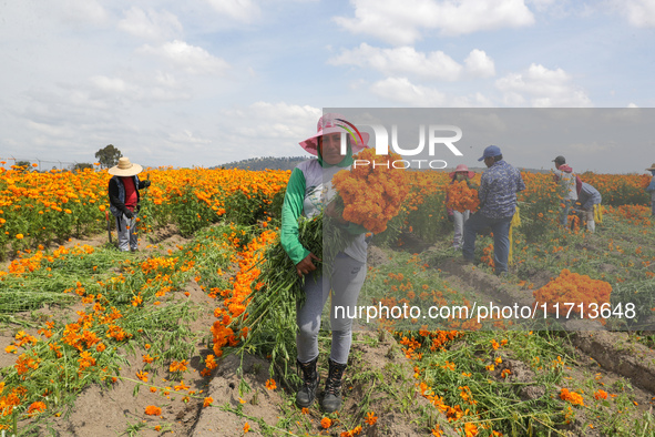 Farmers harvest cempasuchil flowers, known as Day of the Dead flowers, in a field in Cholula, Mexico, on October 26, 2024. As part of the Da...