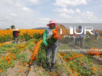 Farmers harvest cempasuchil flowers, known as Day of the Dead flowers, in a field in Cholula, Mexico, on October 26, 2024. As part of the Da...