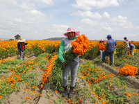 Farmers harvest cempasuchil flowers, known as Day of the Dead flowers, in a field in Cholula, Mexico, on October 26, 2024. As part of the Da...