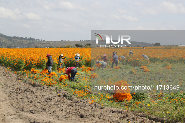 Farmers harvest cempasuchil flowers, known as Day of the Dead flowers, in a field in Cholula, Mexico, on October 26, 2024. As part of the Da...