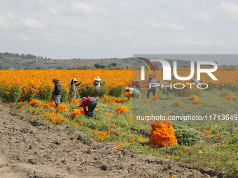 Farmers harvest cempasuchil flowers, known as Day of the Dead flowers, in a field in Cholula, Mexico, on October 26, 2024. As part of the Da...