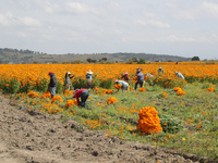 Farmers harvest cempasuchil flowers, known as Day of the Dead flowers, in a field in Cholula, Mexico, on October 26, 2024. As part of the Da...