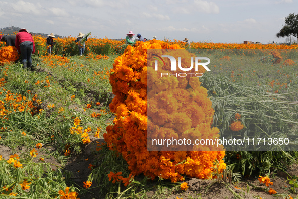 Farmers harvest cempasuchil flowers, known as Day of the Dead flowers, in a field in Cholula, Mexico, on October 26, 2024. As part of the Da...