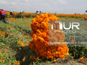 Farmers harvest cempasuchil flowers, known as Day of the Dead flowers, in a field in Cholula, Mexico, on October 26, 2024. As part of the Da...