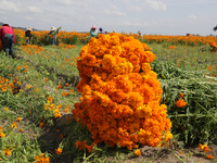 Farmers harvest cempasuchil flowers, known as Day of the Dead flowers, in a field in Cholula, Mexico, on October 26, 2024. As part of the Da...