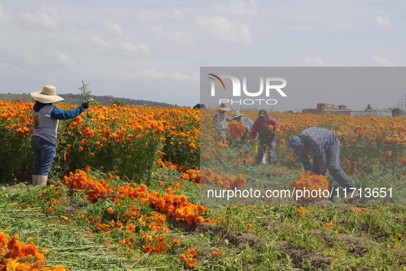 Farmers harvest cempasuchil flowers, known as Day of the Dead flowers, in a field in Cholula, Mexico, on October 26, 2024. As part of the Da...