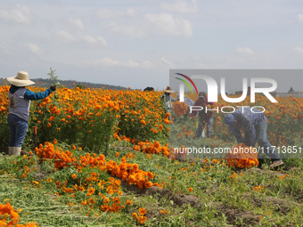 Farmers harvest cempasuchil flowers, known as Day of the Dead flowers, in a field in Cholula, Mexico, on October 26, 2024. As part of the Da...