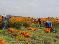 Farmers harvest cempasuchil flowers, known as Day of the Dead flowers, in a field in Cholula, Mexico, on October 26, 2024. As part of the Da...