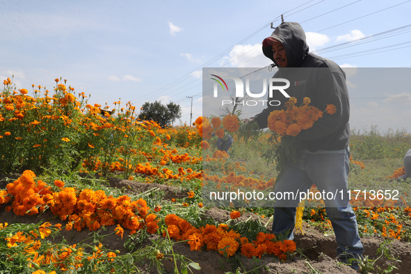 Farmers harvest cempasuchil flowers, known as Day of the Dead flowers, in a field in Cholula, Mexico, on October 26, 2024. As part of the Da...