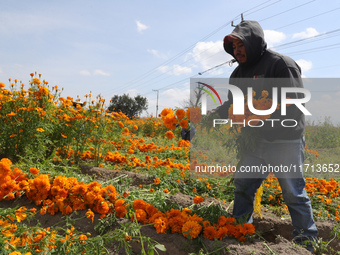 Farmers harvest cempasuchil flowers, known as Day of the Dead flowers, in a field in Cholula, Mexico, on October 26, 2024. As part of the Da...