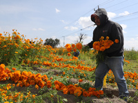 Farmers harvest cempasuchil flowers, known as Day of the Dead flowers, in a field in Cholula, Mexico, on October 26, 2024. As part of the Da...