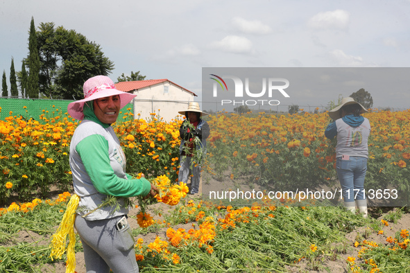 Farmers harvest cempasuchil flowers, known as Day of the Dead flowers, in a field in Cholula, Mexico, on October 26, 2024. As part of the Da...