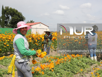 Farmers harvest cempasuchil flowers, known as Day of the Dead flowers, in a field in Cholula, Mexico, on October 26, 2024. As part of the Da...