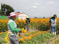 Farmers harvest cempasuchil flowers, known as Day of the Dead flowers, in a field in Cholula, Mexico, on October 26, 2024. As part of the Da...