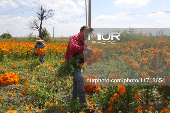 Farmers harvest cempasuchil flowers, known as Day of the Dead flowers, in a field in Cholula, Mexico, on October 26, 2024. As part of the Da...