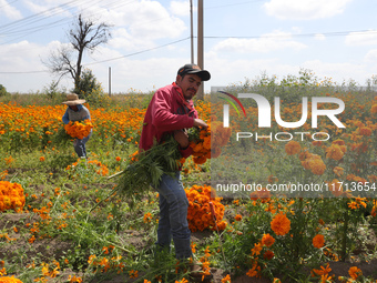 Farmers harvest cempasuchil flowers, known as Day of the Dead flowers, in a field in Cholula, Mexico, on October 26, 2024. As part of the Da...