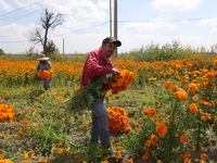 Farmers harvest cempasuchil flowers, known as Day of the Dead flowers, in a field in Cholula, Mexico, on October 26, 2024. As part of the Da...