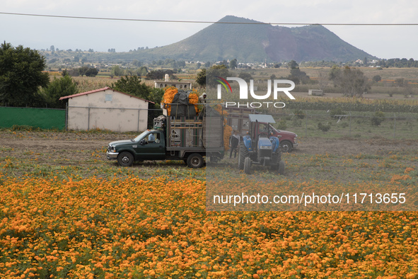 Farmers harvest cempasuchil flowers, known as Day of the Dead flowers, in a field in Cholula, Mexico, on October 26, 2024. As part of the Da...