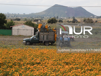 Farmers harvest cempasuchil flowers, known as Day of the Dead flowers, in a field in Cholula, Mexico, on October 26, 2024. As part of the Da...