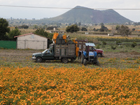 Farmers harvest cempasuchil flowers, known as Day of the Dead flowers, in a field in Cholula, Mexico, on October 26, 2024. As part of the Da...