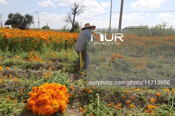 Farmers harvest cempasuchil flowers, known as Day of the Dead flowers, in a field in Cholula, Mexico, on October 26, 2024. As part of the Da...