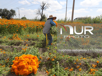 Farmers harvest cempasuchil flowers, known as Day of the Dead flowers, in a field in Cholula, Mexico, on October 26, 2024. As part of the Da...