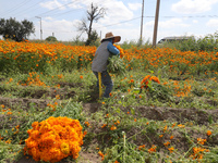 Farmers harvest cempasuchil flowers, known as Day of the Dead flowers, in a field in Cholula, Mexico, on October 26, 2024. As part of the Da...