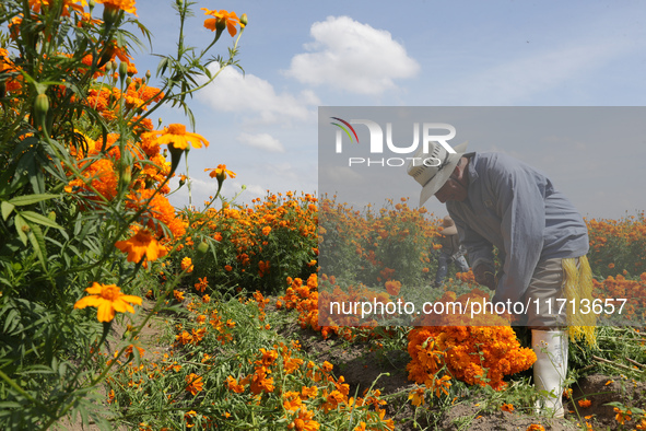 Farmers harvest cempasuchil flowers, known as Day of the Dead flowers, in a field in Cholula, Mexico, on October 26, 2024. As part of the Da...