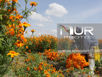 Farmers harvest cempasuchil flowers, known as Day of the Dead flowers, in a field in Cholula, Mexico, on October 26, 2024. As part of the Da...