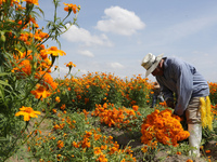 Farmers harvest cempasuchil flowers, known as Day of the Dead flowers, in a field in Cholula, Mexico, on October 26, 2024. As part of the Da...