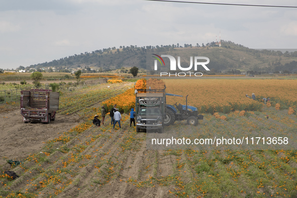 Farmers harvest cempasuchil flowers, known as Day of the Dead flowers, in a field in Cholula, Mexico, on October 26, 2024. As part of the Da...